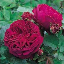 Роза Фальстафф (Сем.Алтая) ПЛ