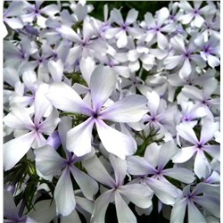 Флоксы Май Бриз (растопыренный) 1шт СдС