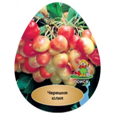 Черешня Юлия (Поиск) УКС