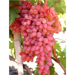 Виноград Кишмиш Мечта (Сем.Алтая)