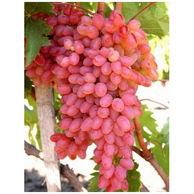 Виноград Кишмиш Мечта (Сем.Алтая)