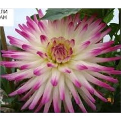 Георгин Холли Хьюстон 1шт (Поиск)