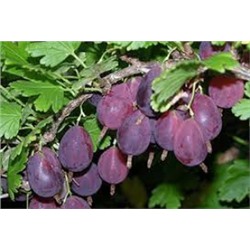 Крыжовник Грушенька (Поиск)