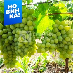 Виноград Злато (Сем.Алтая)