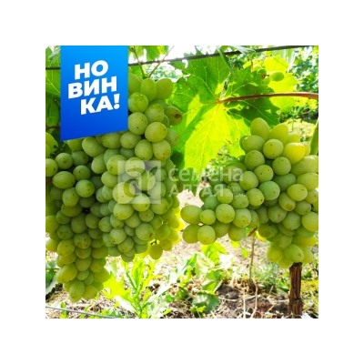 Виноград Злато (Сем.Алтая)
