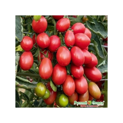 Томат Финик Розовый F1 (НК) 5шт Вкуснятина