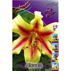Лилии Лавон 5шт (ИС) ОТ