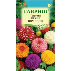 Георгина Яркие помпоны смесь (Гавр)