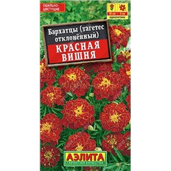 Бархатцы Красная вишня отклон. (Аэлита)
