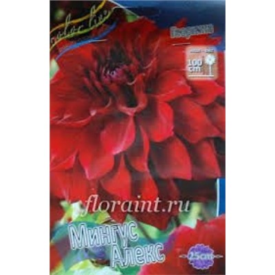 Георгин Мингус Алекс МАКСИ 1шт (ИС)