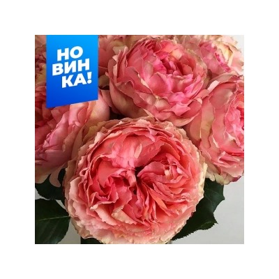 Роза Саламансар (Сем.Алтая)