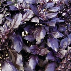 Базилик Фиолетовый (НК) 0,3г