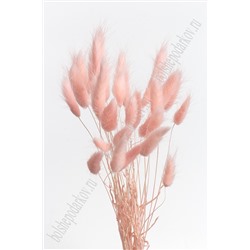 Сухоцветы "Лагурус" SF-4322, светло-розовый