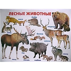 Плакат Лесные животные (Линг)