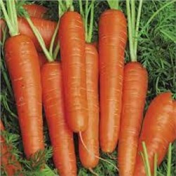 Морковь Спидо F1 (Престиж) 0,5г