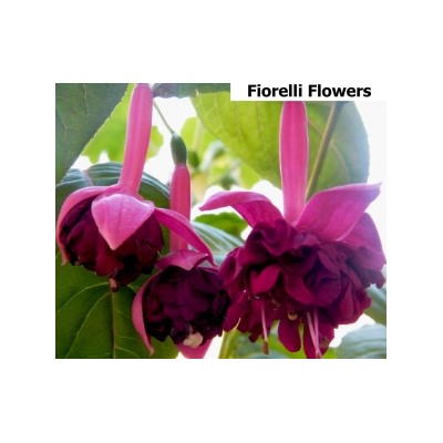 фуксия fiorelli flowers укорен.черенок
