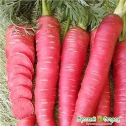 Морковь Рубиновая F1(НК) Вкуснятина 100шт.