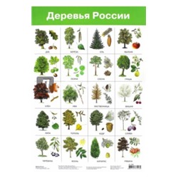 Плакат "Деревья России" (2883)