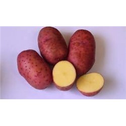 Картофель Сокур 28-45мм оздоровленный уп.5шт