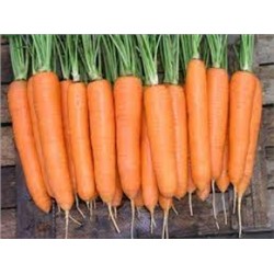 Морковь Элеганс F1 (Престиж) 0,5г