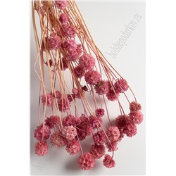 Сухоцветы декоративные (SF-2839) кремовый/розовый