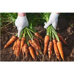 Морковь Ранняя смесь сортов