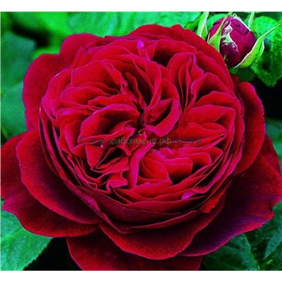 Роза Английская красно-бордовая СдС