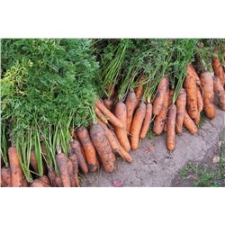 Морковь Для хранения смесь сортов