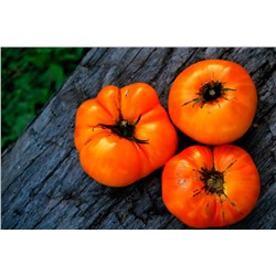 Томат Оранжевая прелесть