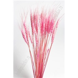 Сухоцветы "Колоски" SF-4323, розовый