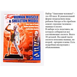 Набор "Анатомия человека" 30 дет (мышцы и части тела) арт.3102