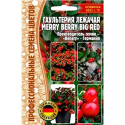 Гаультерия Merry Berry Big Red - Мерри Берри Биг Ред (Редкие)