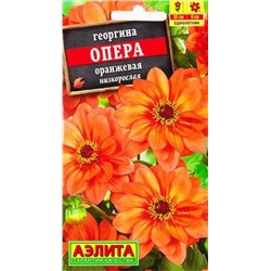 Георгина Опера Оранжевая (Код: 82945)