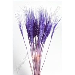 Сухоцветы "Колоски" SF-4323, фиолетовый