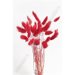 Сухоцветы "Лагурус" SF-4322, красный