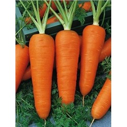 Морковь Шантанэ 2461 (НК) 4г 200%