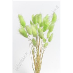 Сухоцветы "Лагурус" SF-4322, салатовый