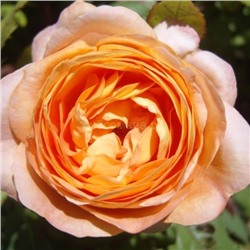 Роза Английская оранжевая СдС